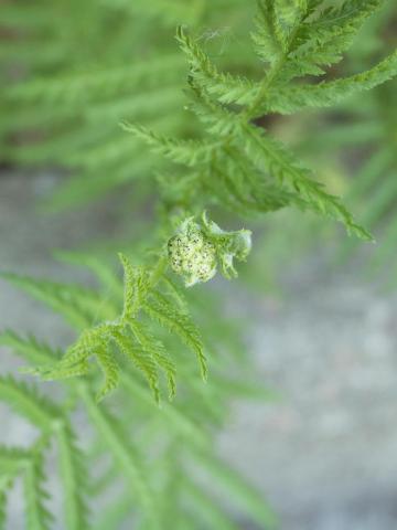 Tanaisie vulgaire (Tanacetum vulgare)_1