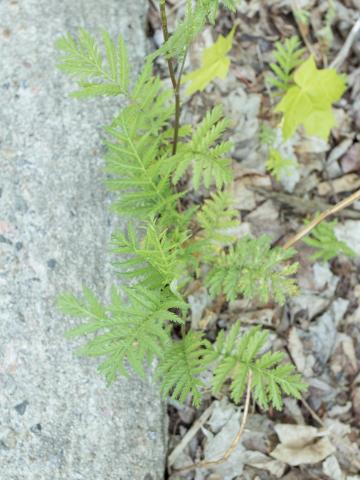 Tanaisie vulgaire (Tanacetum vulgare)_2