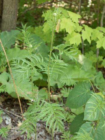 Tanaisie vulgaire (Tanacetum vulgare)_5