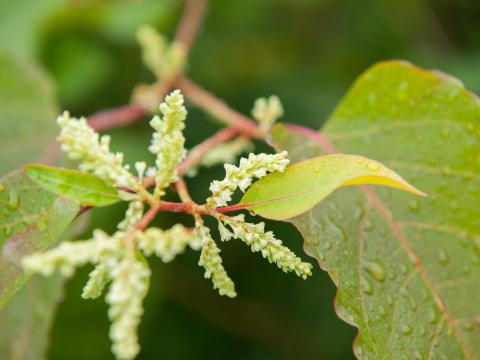 Renouée Sakhaline (Reynoutria sachalinensis)_2