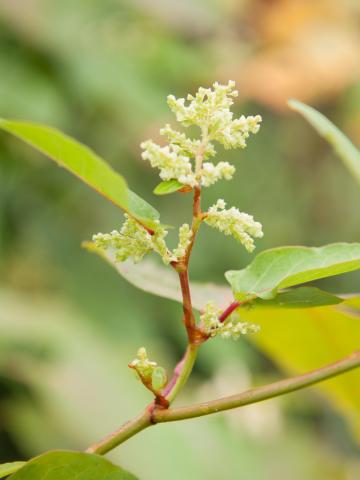 Renouée Sakhaline (Reynoutria sachalinensis)_3