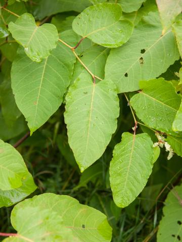 Renouée Sakhaline (Reynoutria sachalinensis)_5