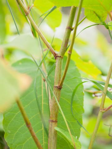 Renouée Sakhaline (Reynoutria sachalinensis)_6