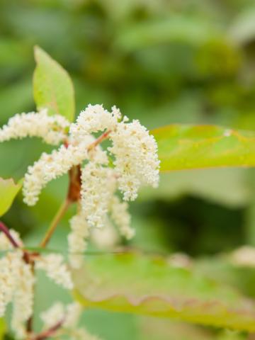 Renouée Sakhaline (Reynoutria sachalinensis)_8