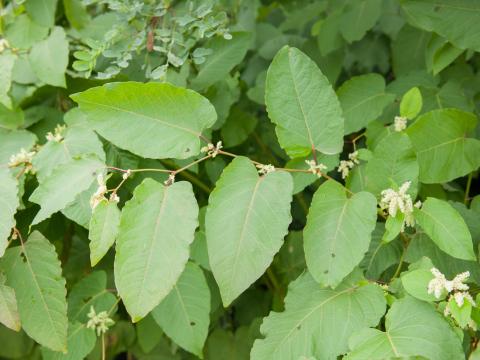 Renouée Sakhaline (Reynoutria sachalinensis)_9