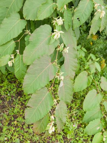 Renouée Sakhaline (Reynoutria sachalinensis)_10