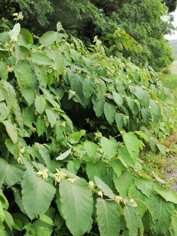 Renouée Sakhaline (Reynoutria sachalinensis)_12