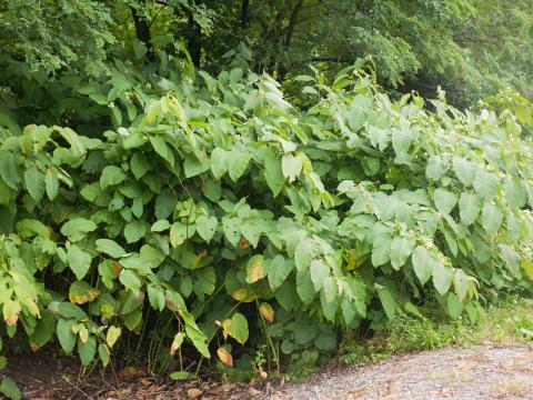 Renouée Sakhaline (Reynoutria sachalinensis)_14