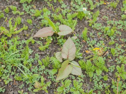 Renouée Sakhaline (Reynoutria sachalinensis)_20