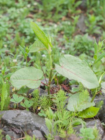 Renouée Sakhaline (Reynoutria sachalinensis)_22