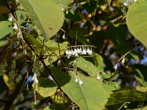 Renouée Japon (Reynoutria japonica)_19