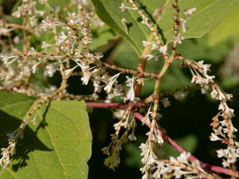 Renouée Japon (Reynoutria japonica)_22