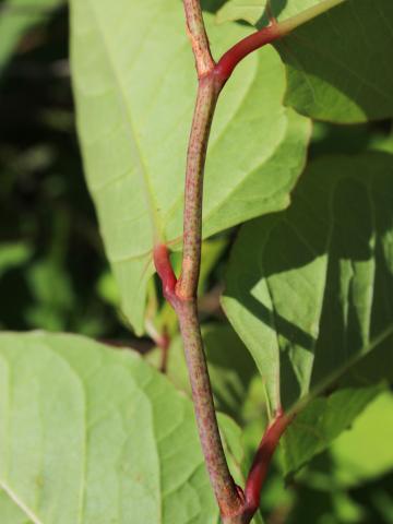 Renouée Japon (Reynoutria japonica)_23