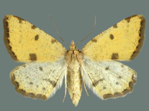 Arpenteuse verte (Speranza sulphurea)_1