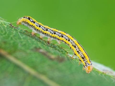 Chenille zébrée (Melanchra picta)_2