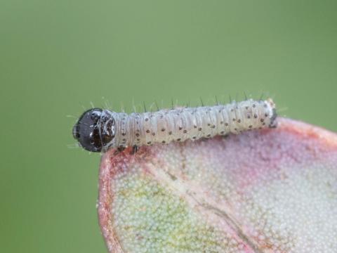 Fausse légionnaire (Xylena nupera)_1