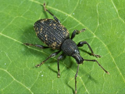 Charançon noir de la vigne (Otiorhynchus sulcatus)_6