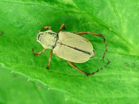 Scarabée du rosier (Macrodactylus subspinosus)_1