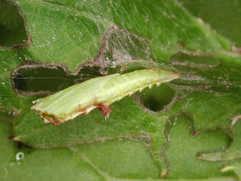 Ptérophore de la vigne (Geina periscelidactyla)_3