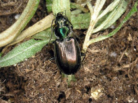 Agonum muelleri_1