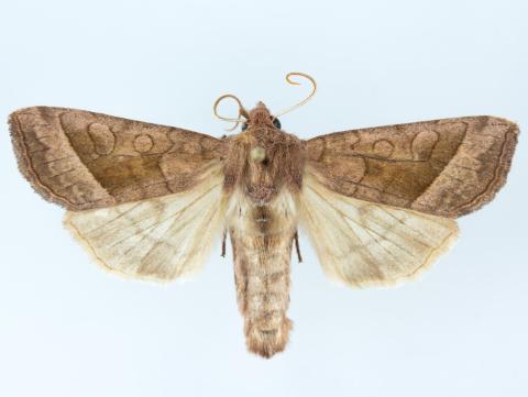 Perce-tige tacheté (Hydraecia micacea)_2