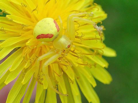 Thomisidés (Thomisidae)