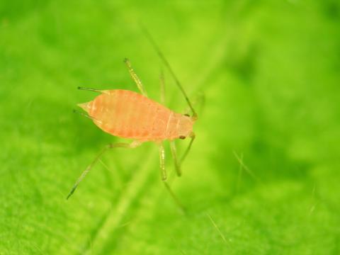 Puceron de la pomme de terre (Macrosiphum euphorbiae)_1