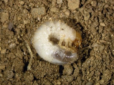 Scarabée du rosier (Macrodactylus subspinosus)_2