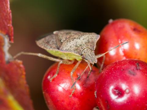 Punaise brune (Euschistus servus euschistoides)_2