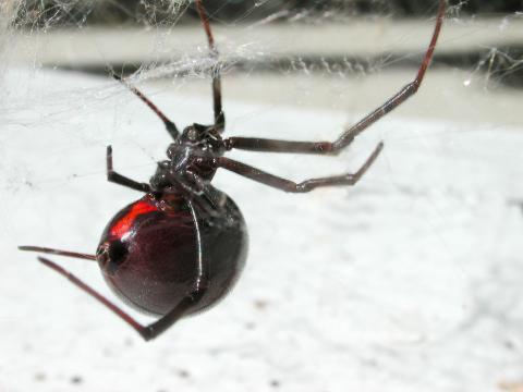 Théridiidés (Theridiidae)