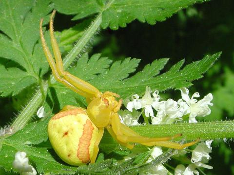 Thomisidés (Thomisidae)