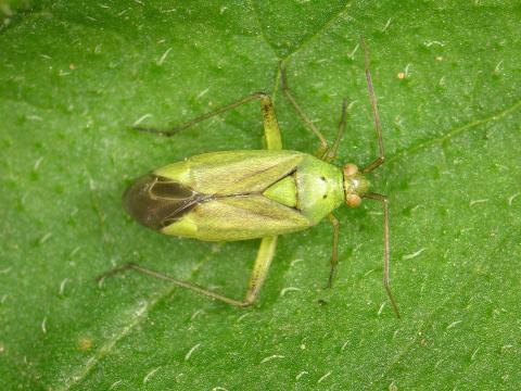 Capside du fraisier (Calocoris norvegicus)_1