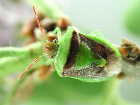 Punaise du comier (Banasa dimiata)_1