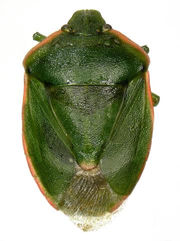 Chlorochroa persimilis_1