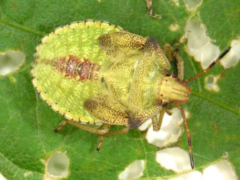 Punaise brune (Euschistus servus euschistoides)_3