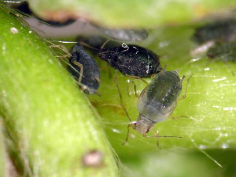 Puceron des racines du fraisier (Aphis forbesi)_1