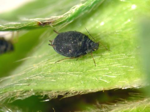 Puceron des racines du fraisier (Aphis forbesi)_2