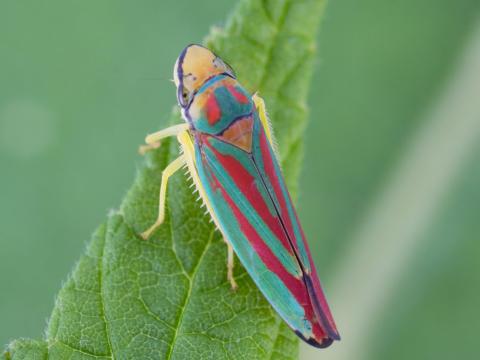 Graphocephala sp._1