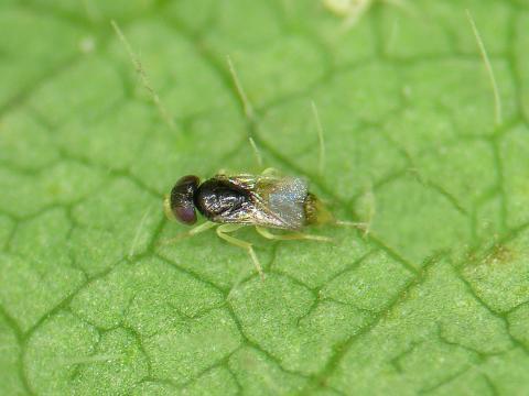 Aphelinus sp._1