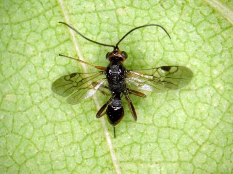 Braconidés (Braconidae)