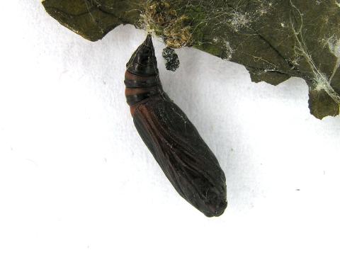 Herpetogramma pertextalis_2