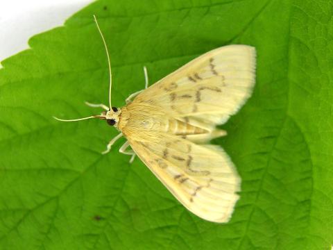 Herpetogramma pertextalis_3