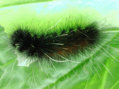 Diacrisie de Virginie (Spilosoma virginica)_1