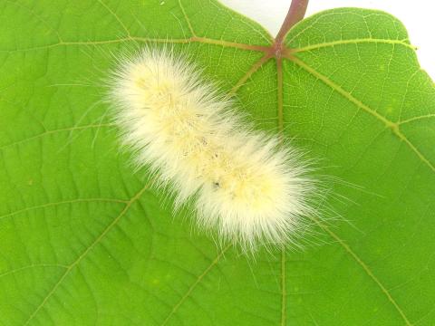 Diacrisie de Virginie (Spilosoma virginica)_3