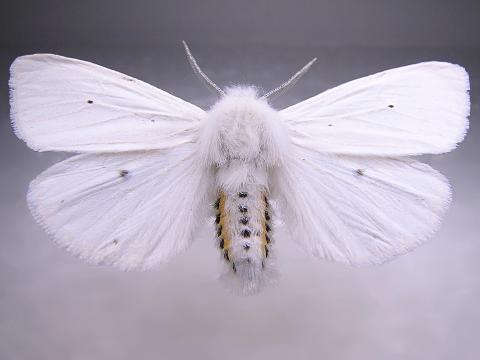 Diacrisie de Virginie (Spilosoma virginica)_5