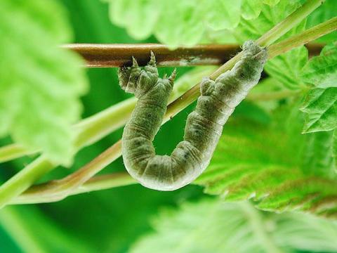 Arpenteuse losange (Hypagyrtis unipunctata)_1