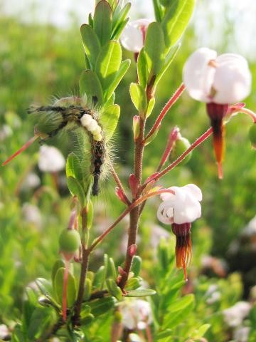 Chenille à houppes rousses (Orgyia antiqua)_2