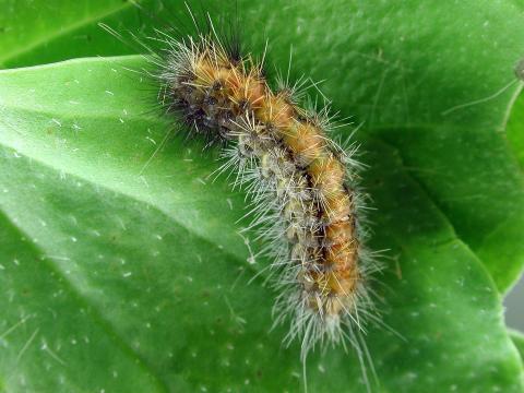 Diacrisie de Virginie (Spilosoma virginica)_6