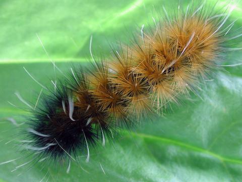 Diacrisie de Virginie (Spilosoma virginica)_7