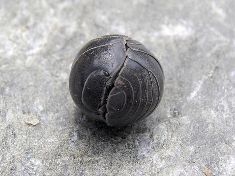 Cloporte vulgaire (Armadillidium vulgare)_2